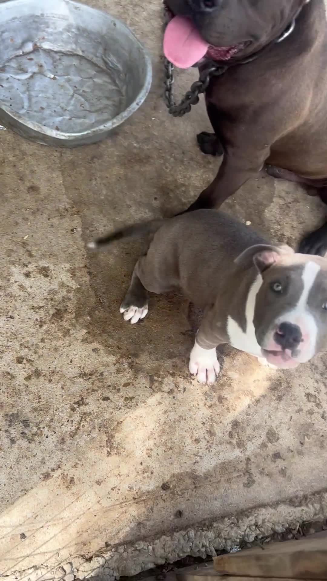American Bully dogs for sale: American Bully Puppy 1 - Video 1