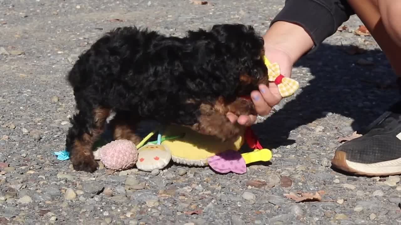 Miniature Poodle dogs for sale: Sawyer (AKC) - Video 1