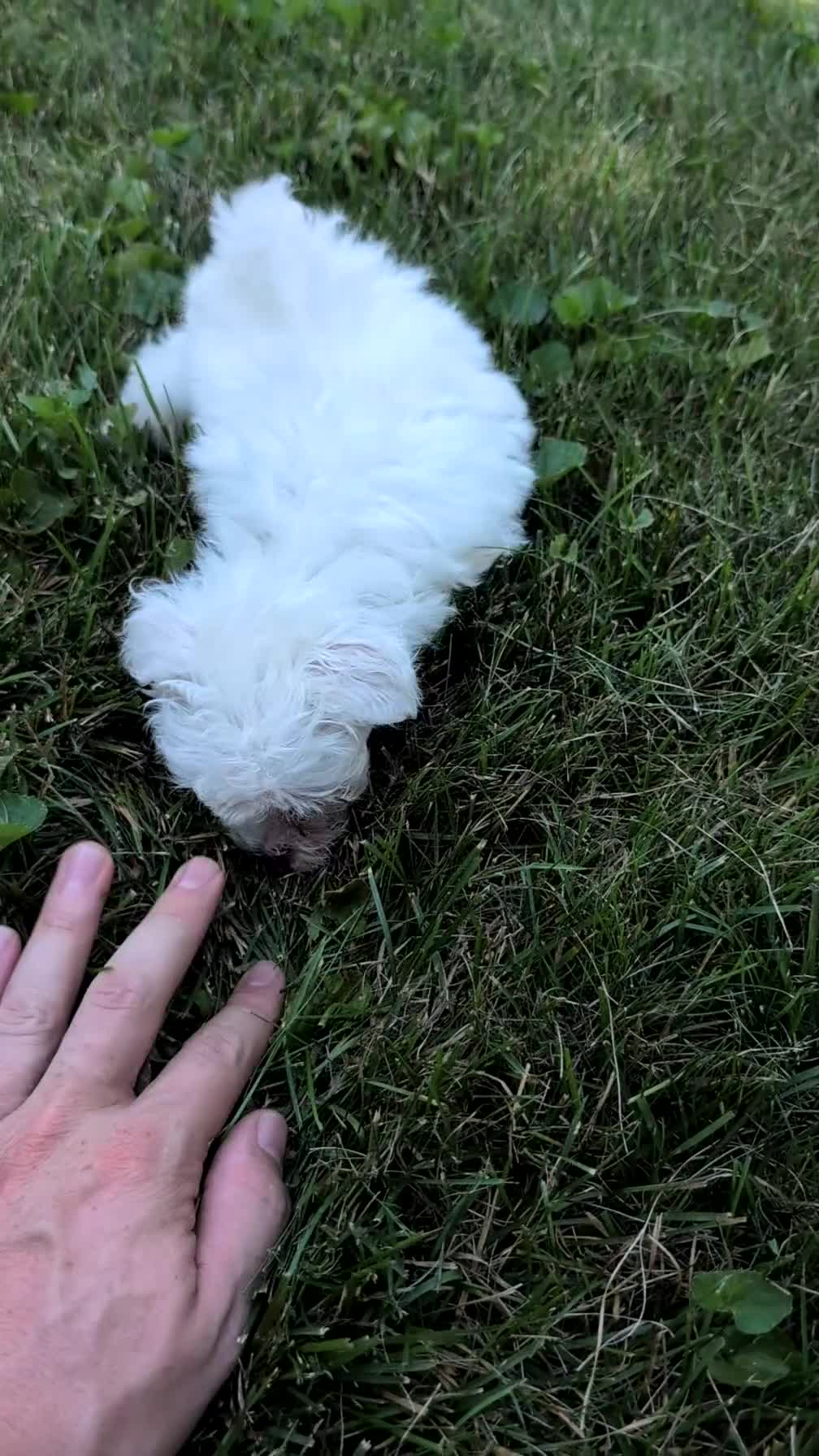 Maltese dogs for sale: Tulip - Video 1