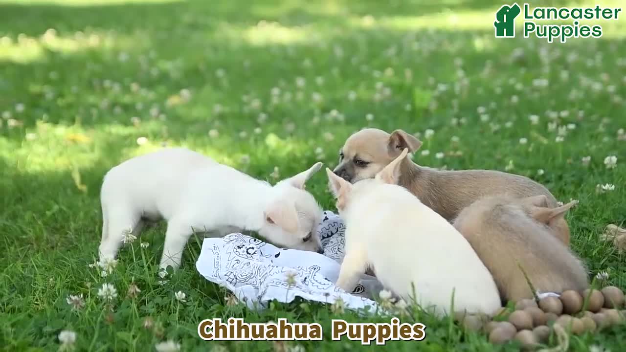Chihuahua dogs for sale: Peaches - Video 1