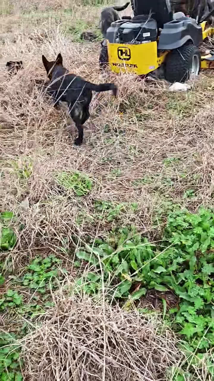 Mixed Breed dogs for sale: Hybrid Orange Collar Male - Video 1