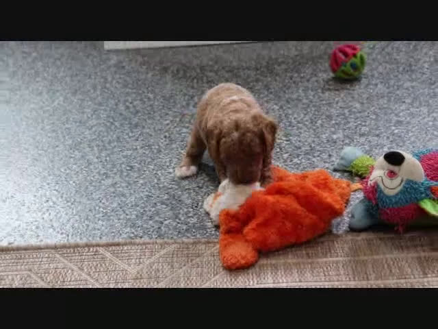 Mini Goldendoodle dogs for sale: Clinton - Video 9