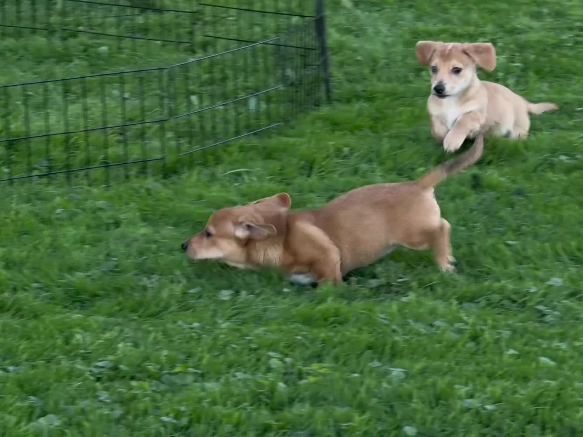 Mixed Breed dogs for sale: Classic Dorgi Female - Corgi & Dachshund Mix - Video 6