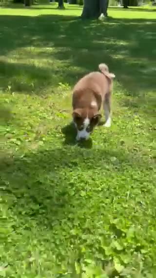 Pomsky dogs for sale: Bear - Video 1