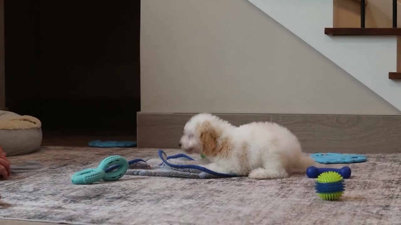Miniature Poodle dogs for sale: Monty (AKC) - Video 1