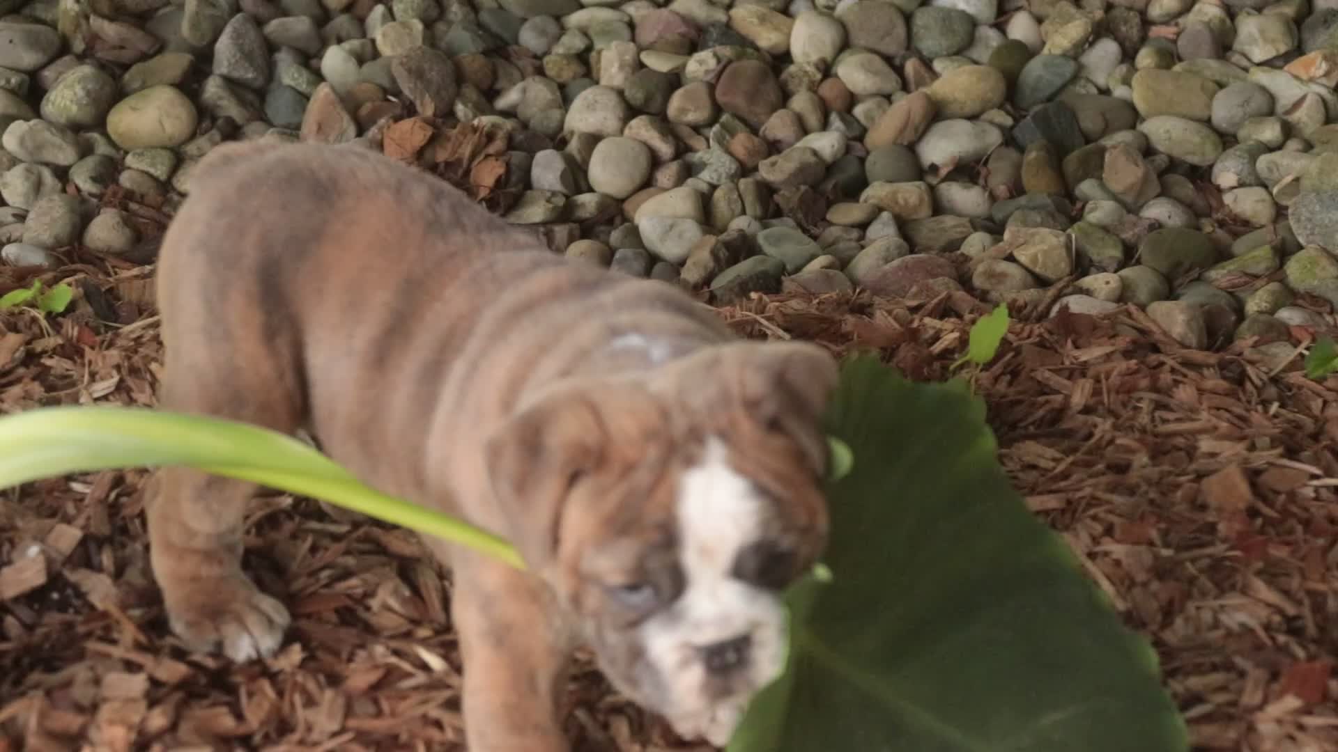 Mixed Breed dogs for sale: Delsie Victorian Bulldog - Video 1