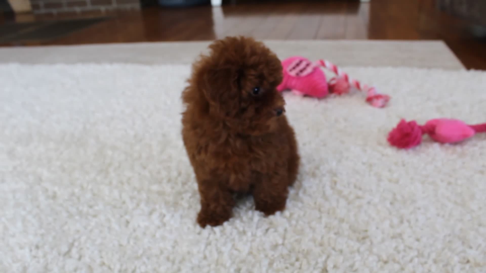 Toy Poodle dogs for sale: Mia - Video 5