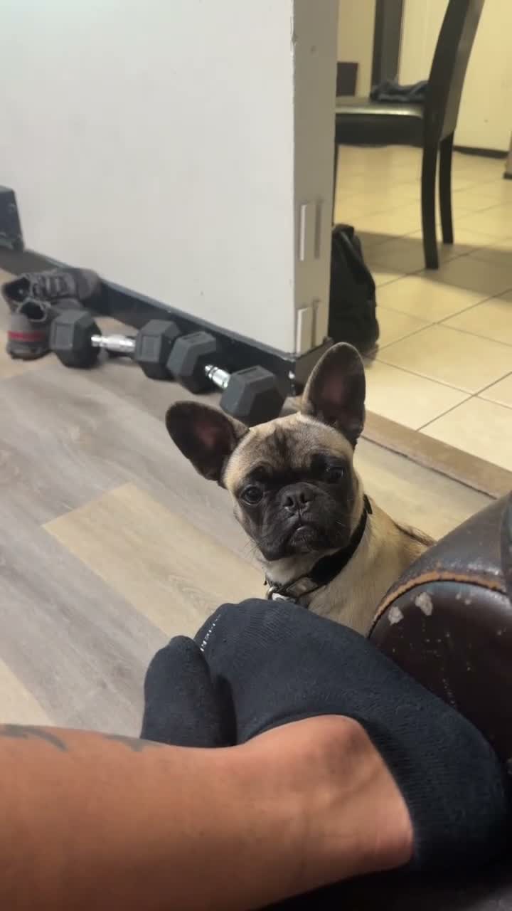 Frug dogs for sale: Frug 1 - Video 1