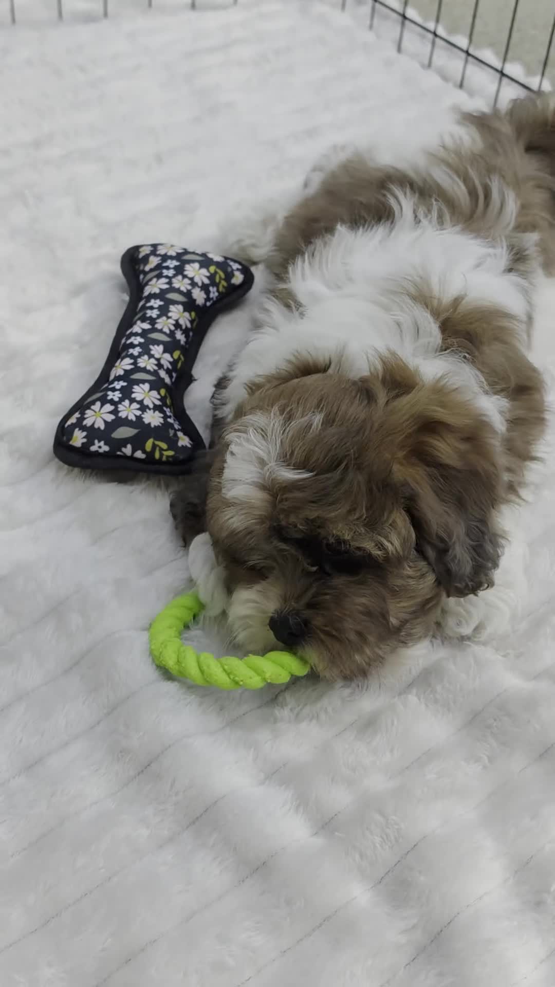 Shihpoo dogs for sale: Chief - Video 1