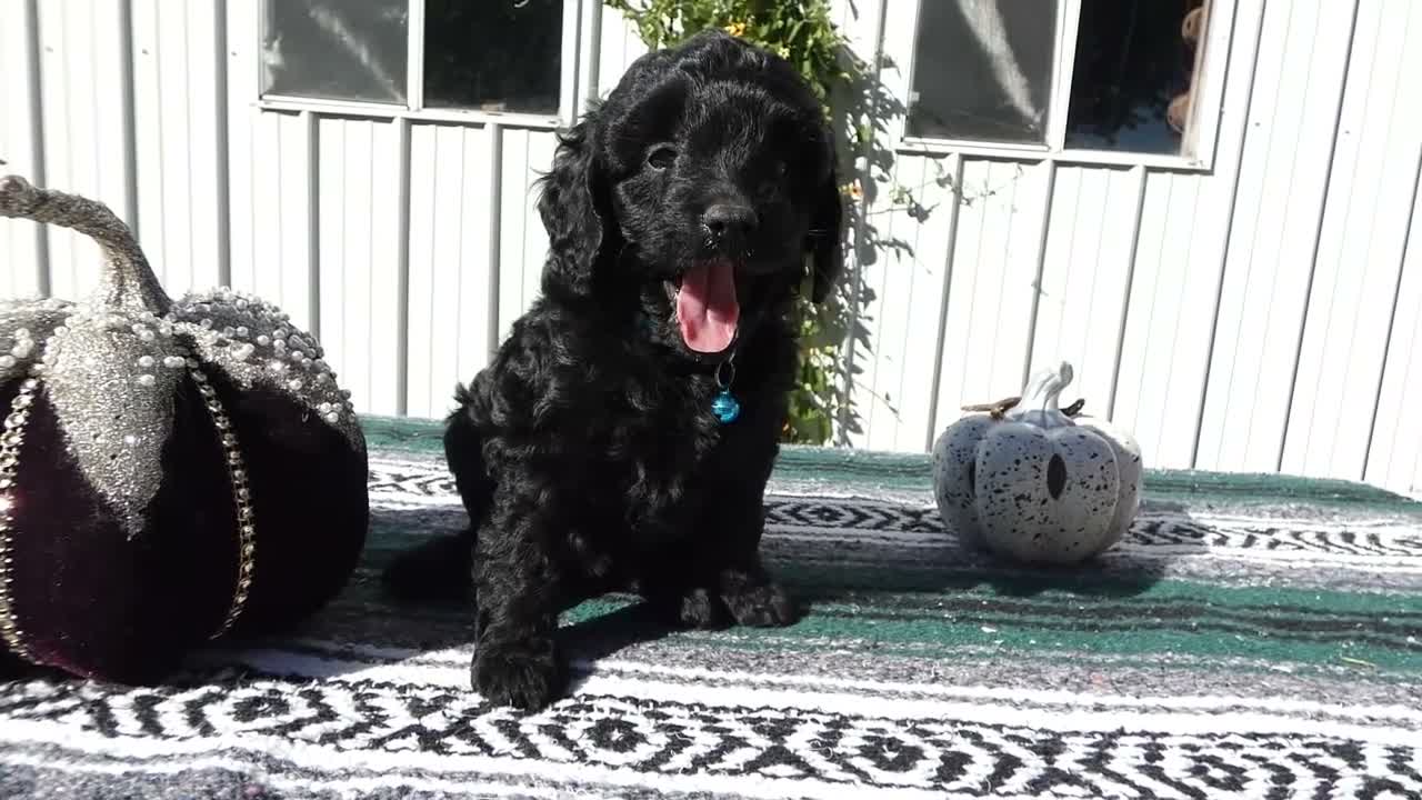 Mini Goldendoodle dogs for sale: Mini Goldendoodle 6 Riley - Video 1