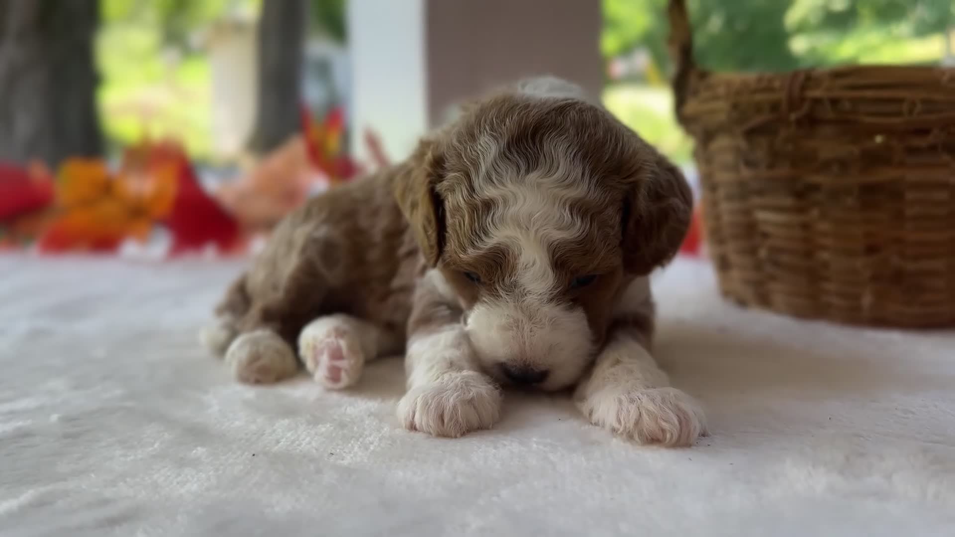 Mini Goldendoodle dogs for sale: Raphael - Video 1