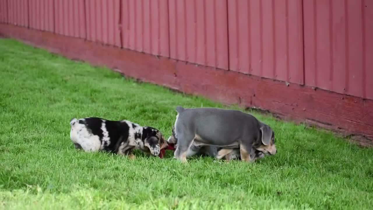 Beabull dogs for sale: Hunter - Video 1