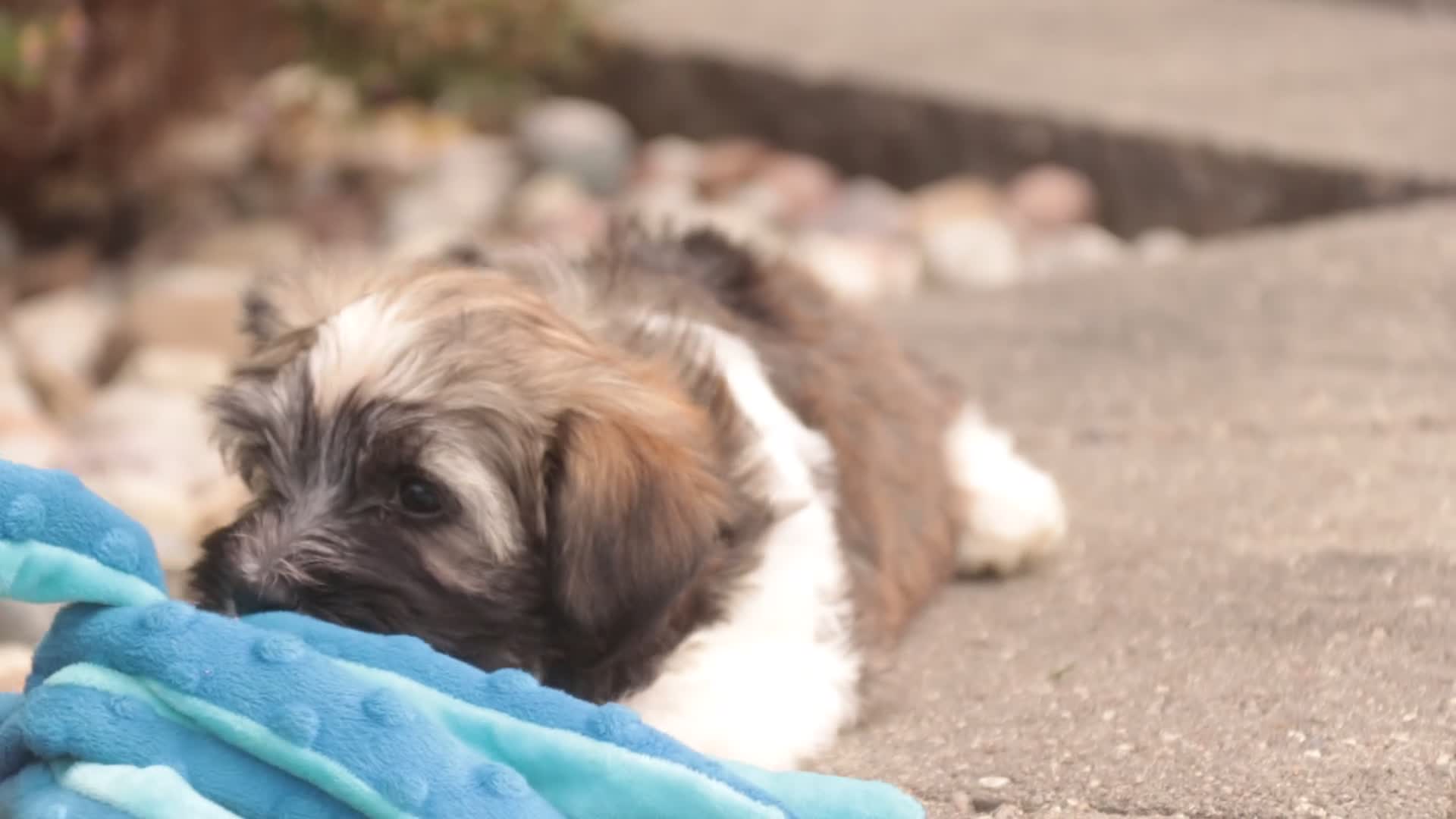 Havanese dogs for sale: Atlas Havanese  - Video 2