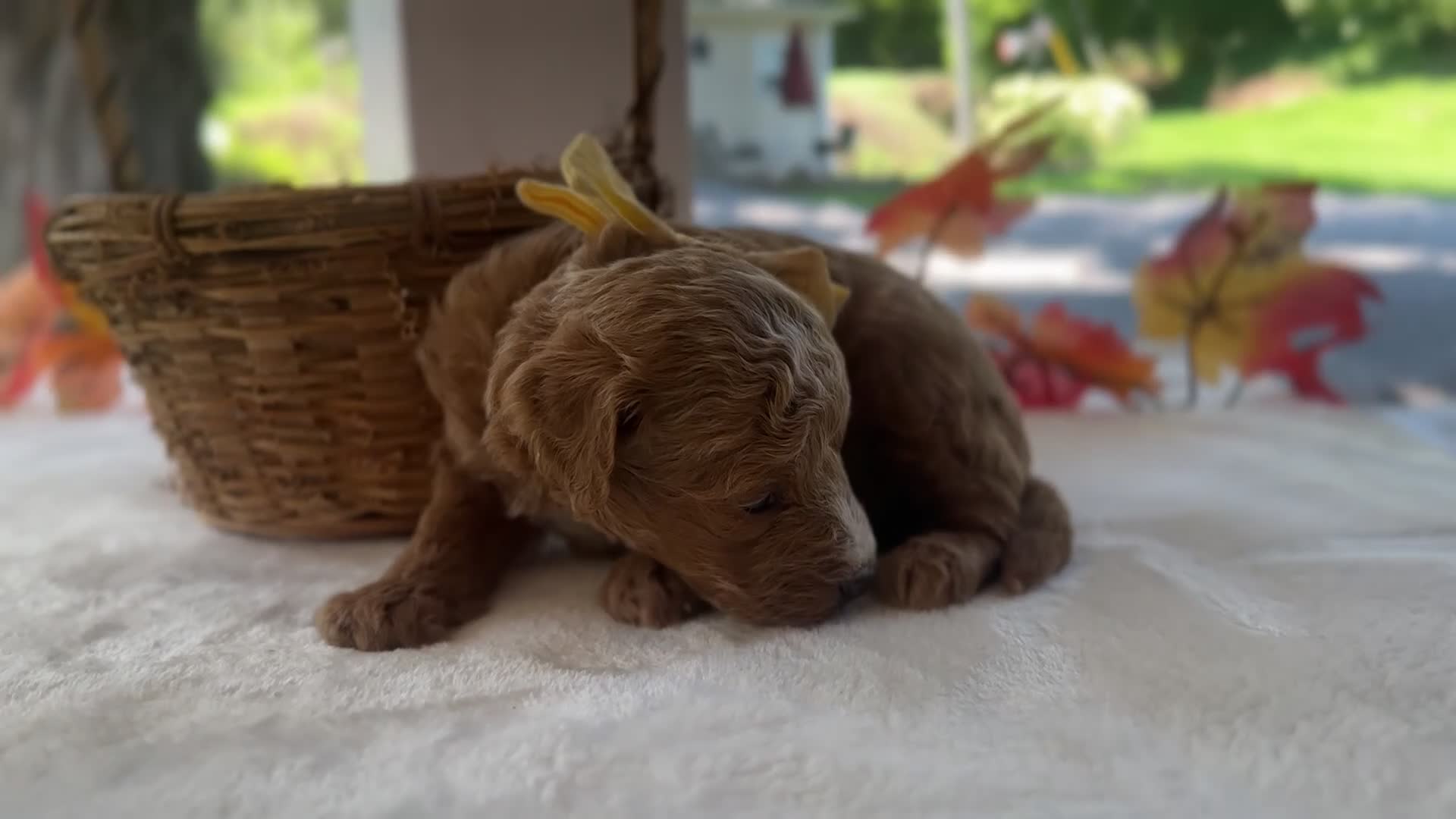 Mini Goldendoodle dogs for sale: Reeces - Video 1