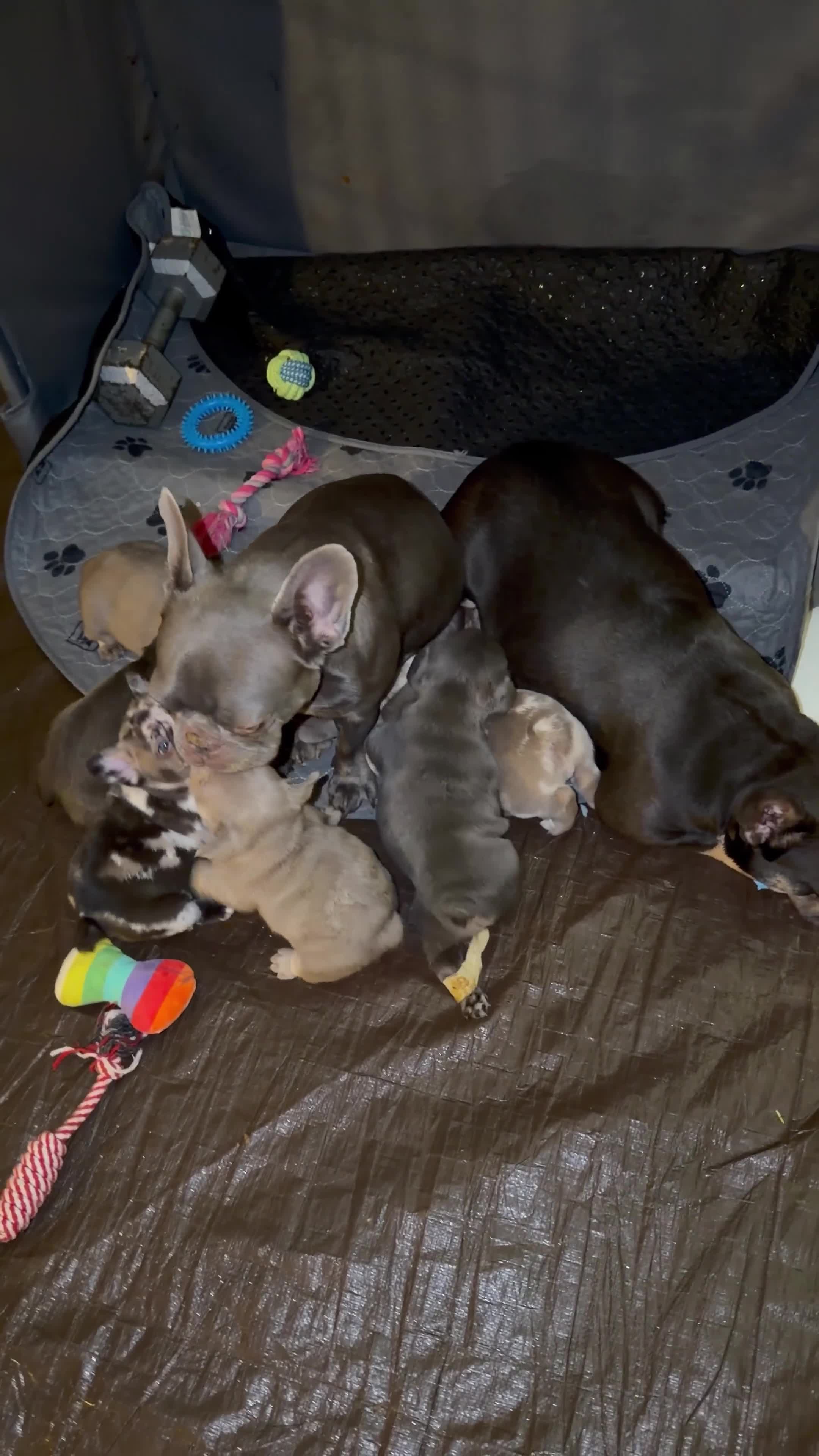 French Bulldog dogs for sale: French Bulldog 2 - Video 2
