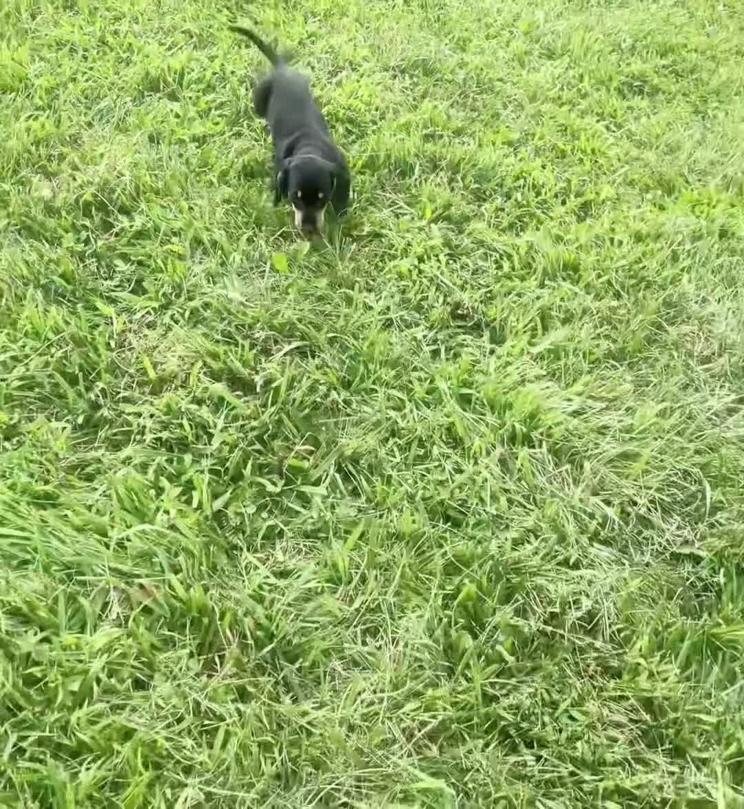 Miniature Dachshund dogs for sale: Bianca - Video 1