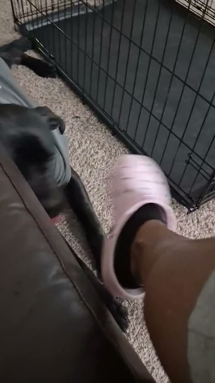 Cane Corso dogs for sale: Bella Amour - Video 1