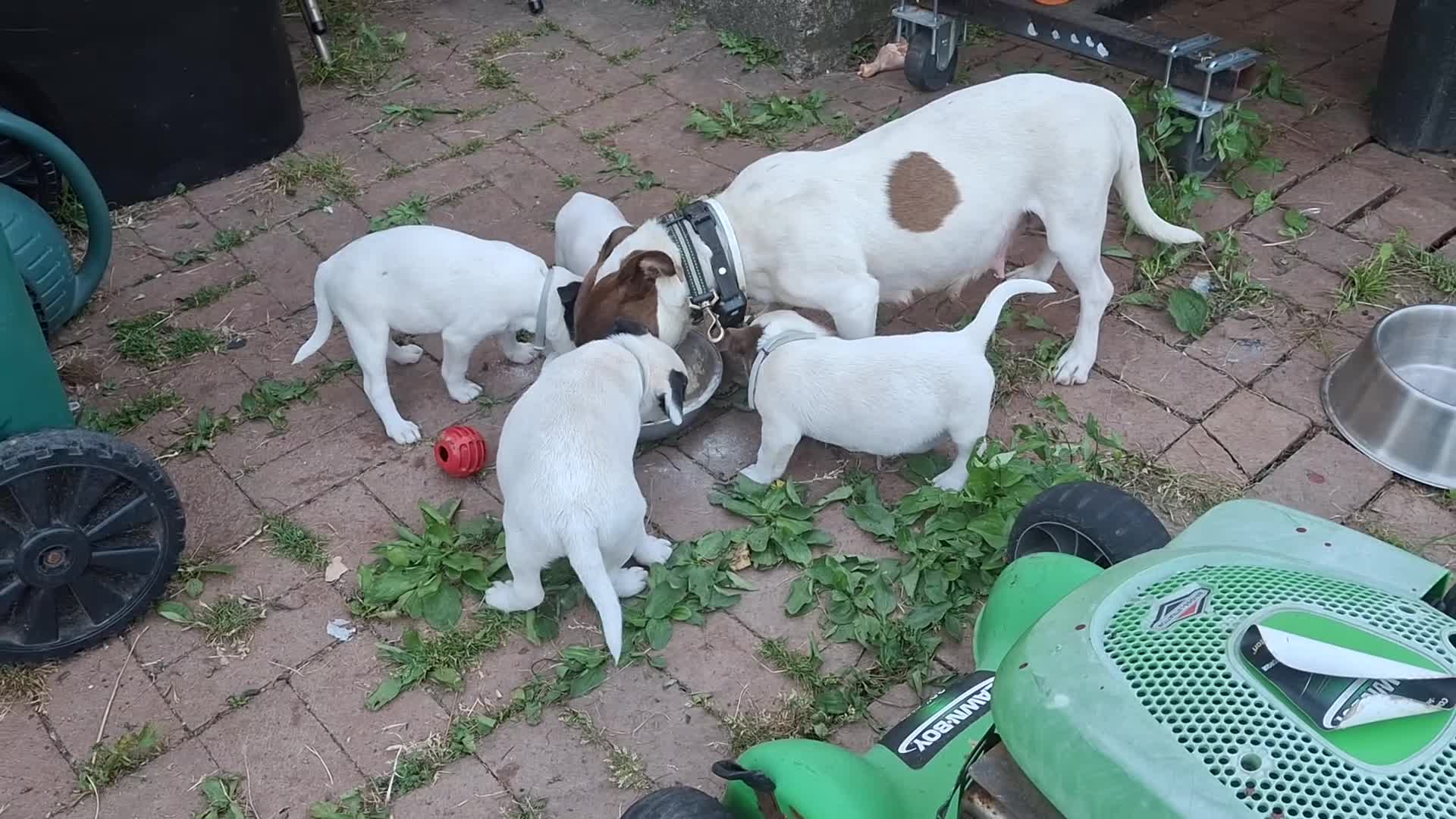 Jack Russell Terrier dogs for sale: Jack Russell Terrier 3 - Video 5