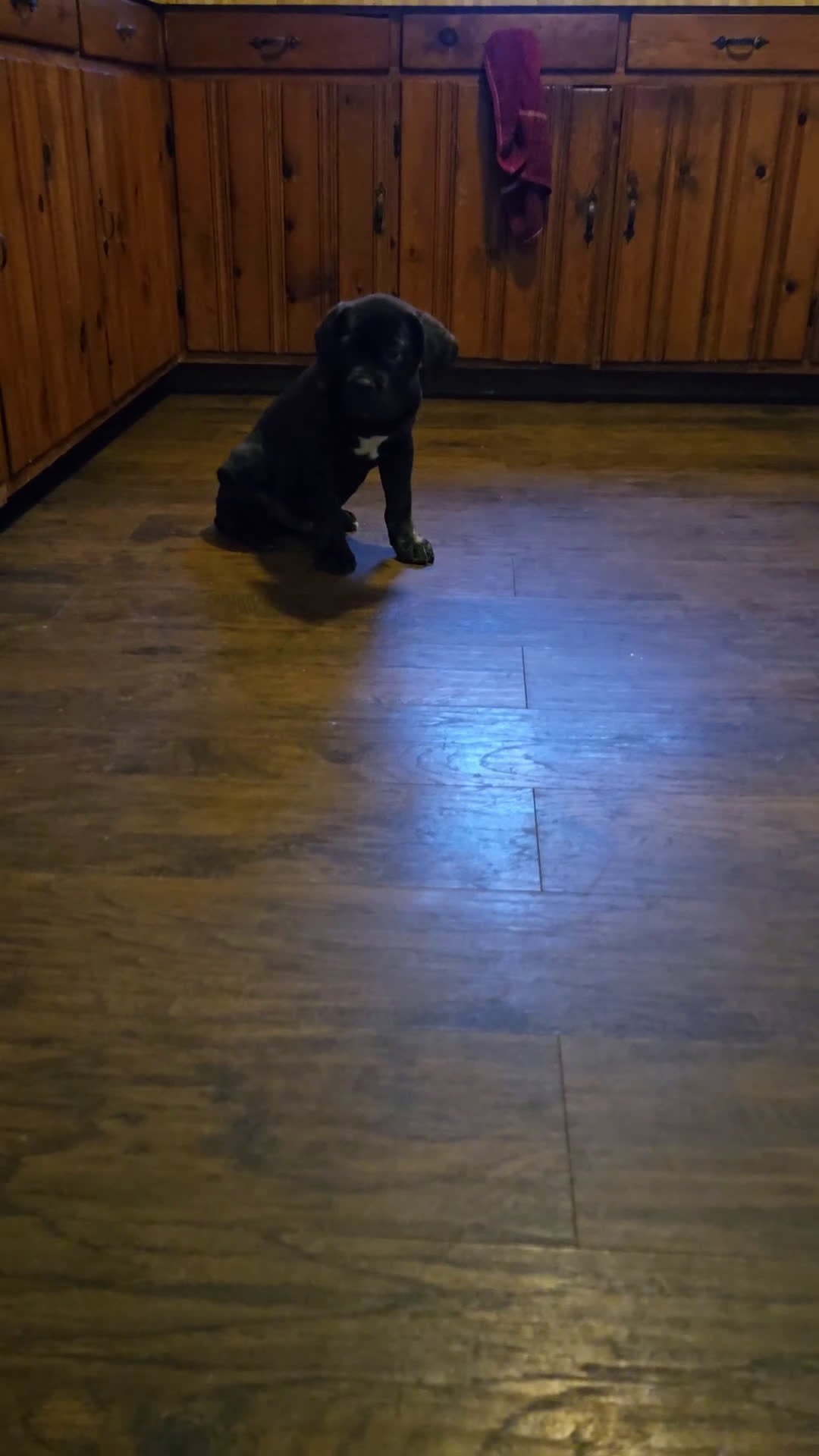 Cane Corso dogs for sale: ICCF Luigi  - Video 1
