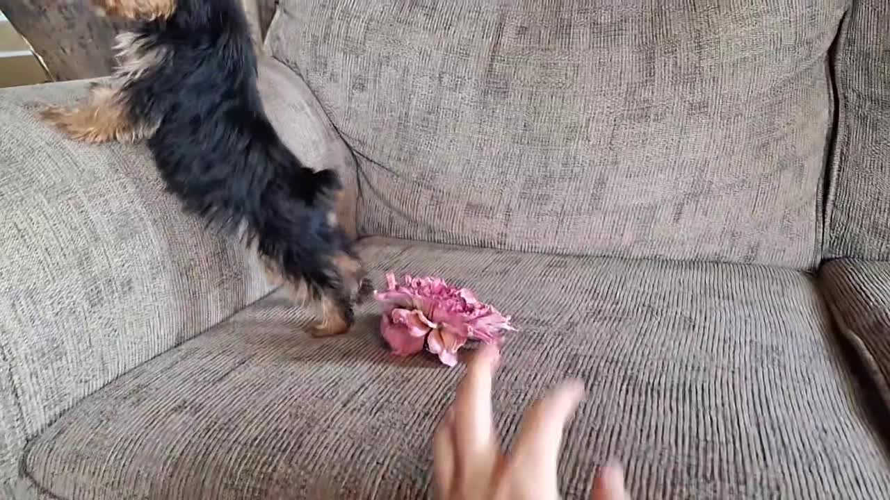 Yorkshire Terrier dogs for sale: Yorkshire Terrier Puppy 1 - Video 2