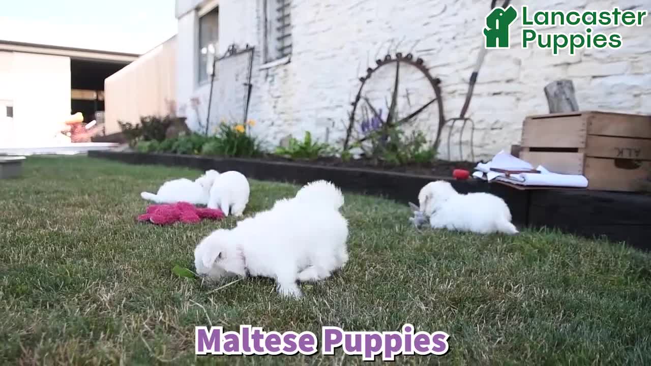 Mixed Breed dogs for sale: Olivia - Video 1
