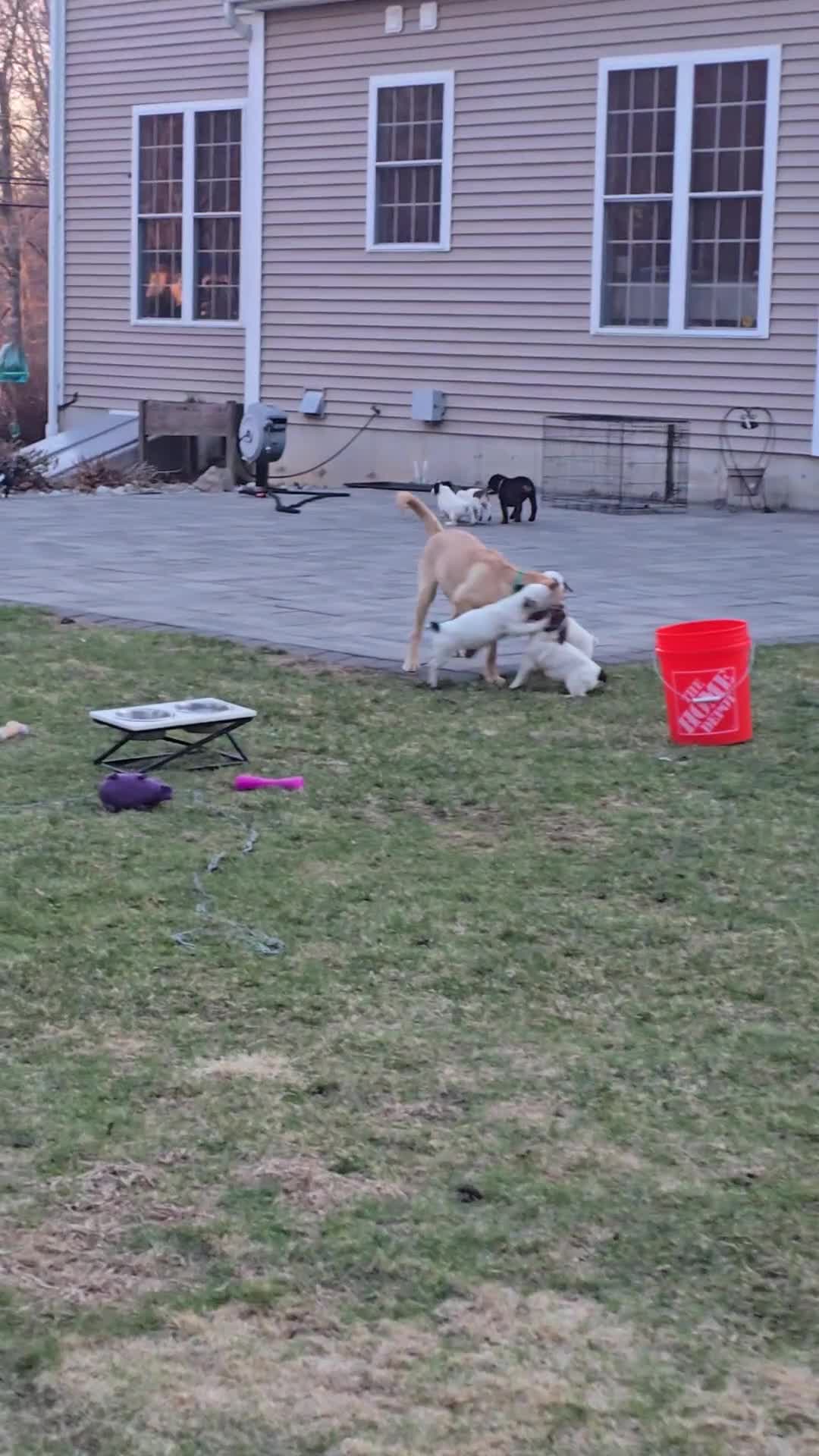 Jack Russell Terrier dogs for sale: Jack Russell Terrier Puppy 4 - Video 1