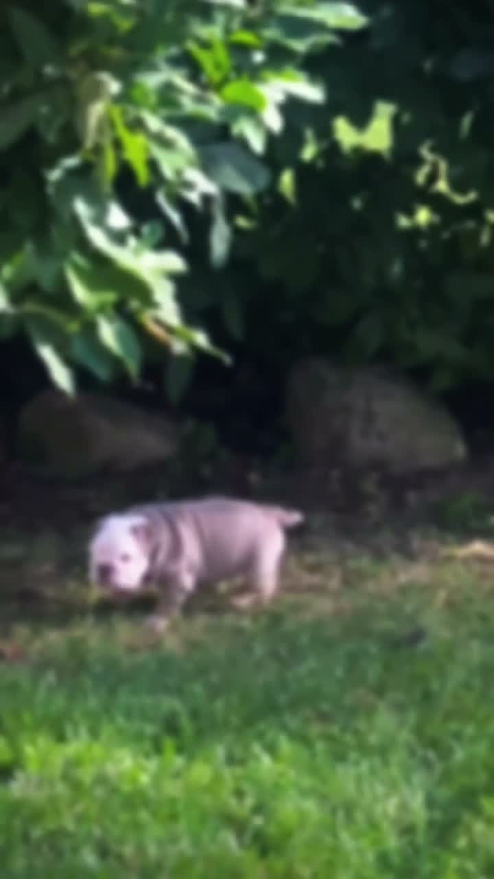 English Bulldog dogs for sale: Snow Heart - Video 1
