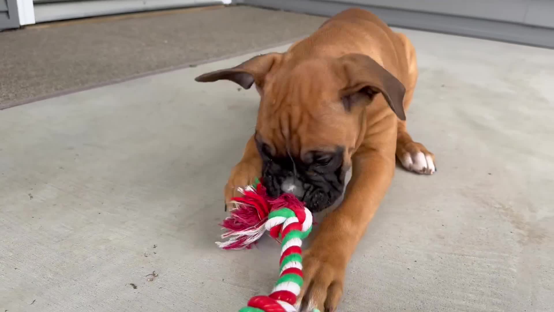 Boxer dogs for sale: Brooke - Video 1