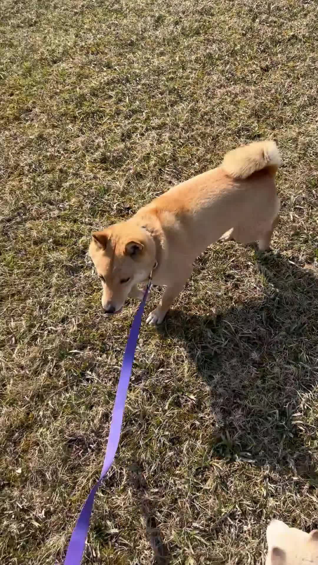 Shiba Inu dogs for sale: Shiba Inu Puppy 1 - Video 1