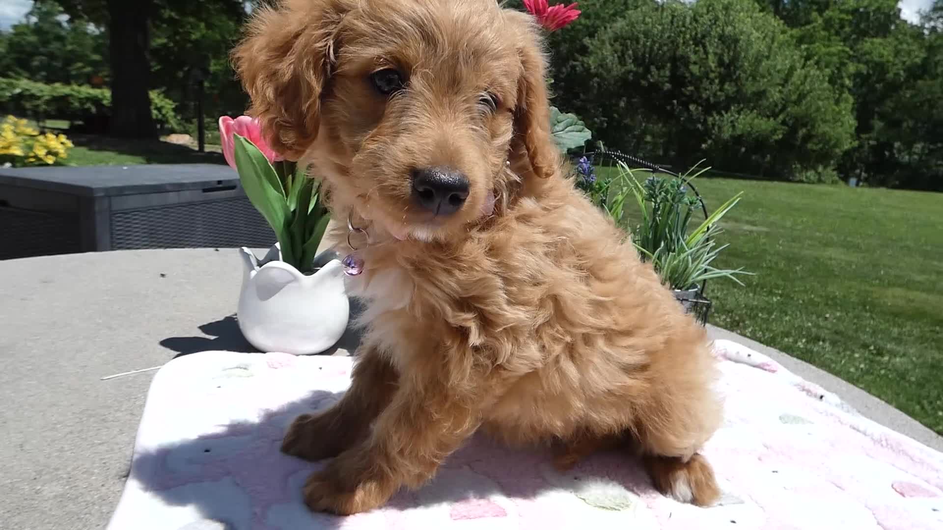 Mini Aussiedoodle dogs for sale: Mini Aussiedoodle 4 Dolly - Video 1