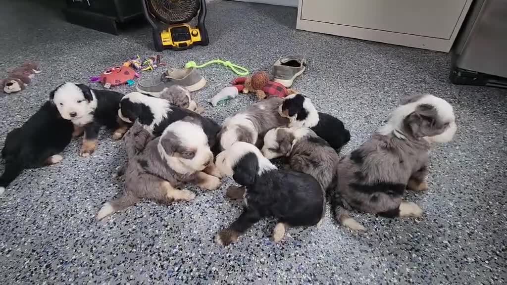 Mini Bernedoodle dogs for sale: Male #9 (Splash's) - Video 1