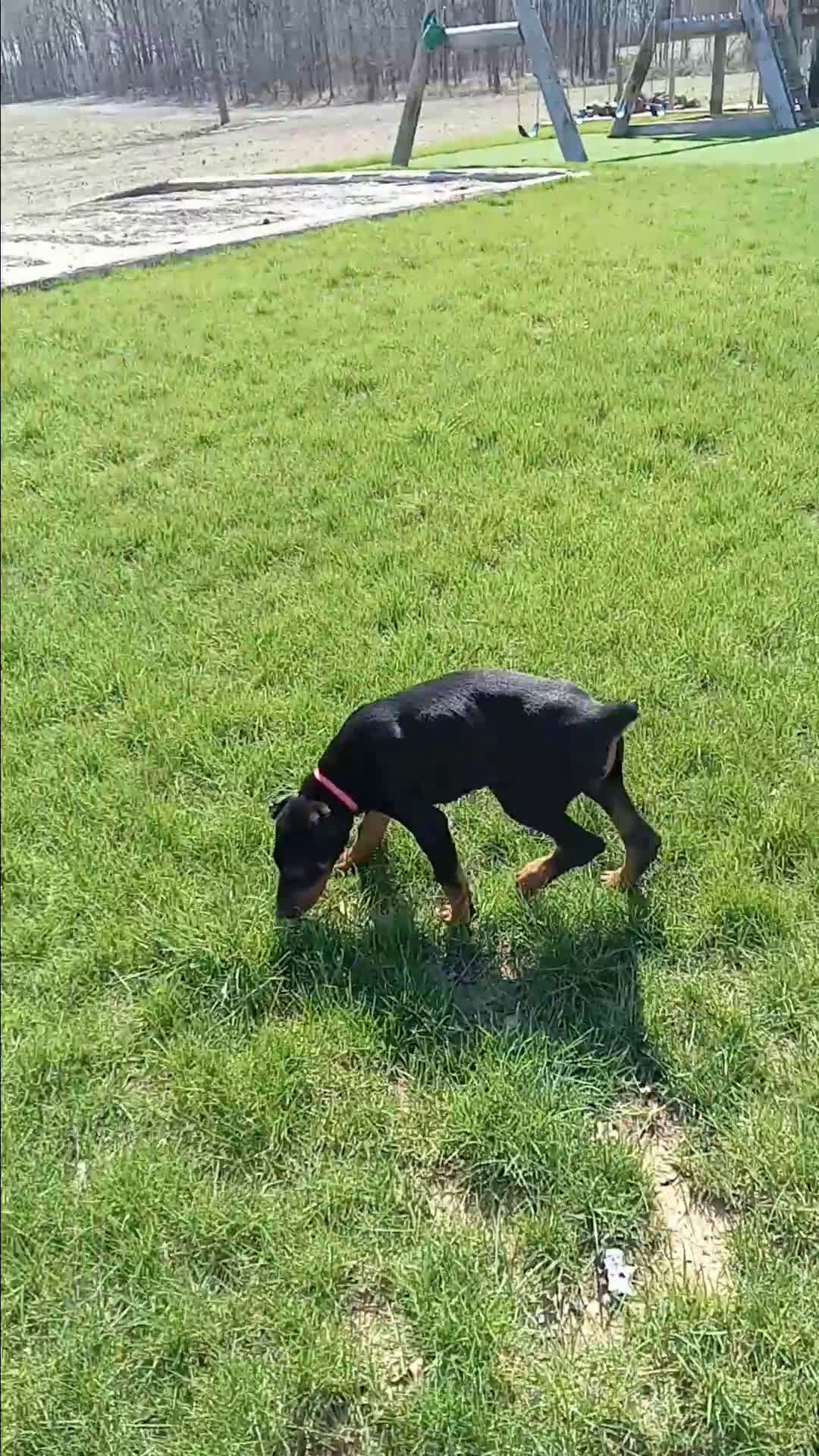 Doberman Pinscher dogs for sale: Misty Von Jett - Video 1