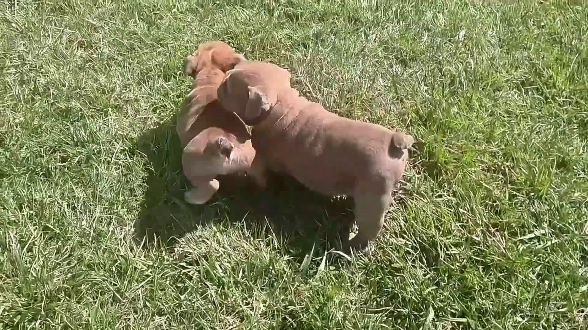 English Bulldog dogs for sale: Kelsi - Video 4