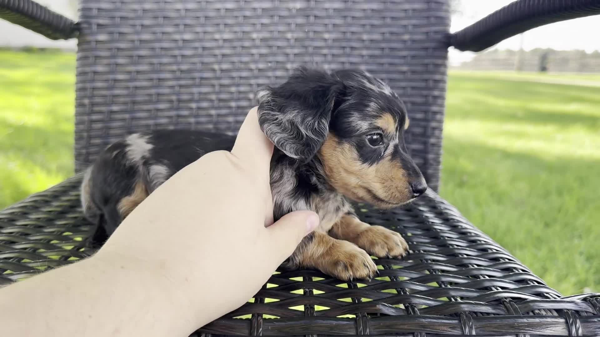 Dachshund dogs for sale: Duke - Video 1