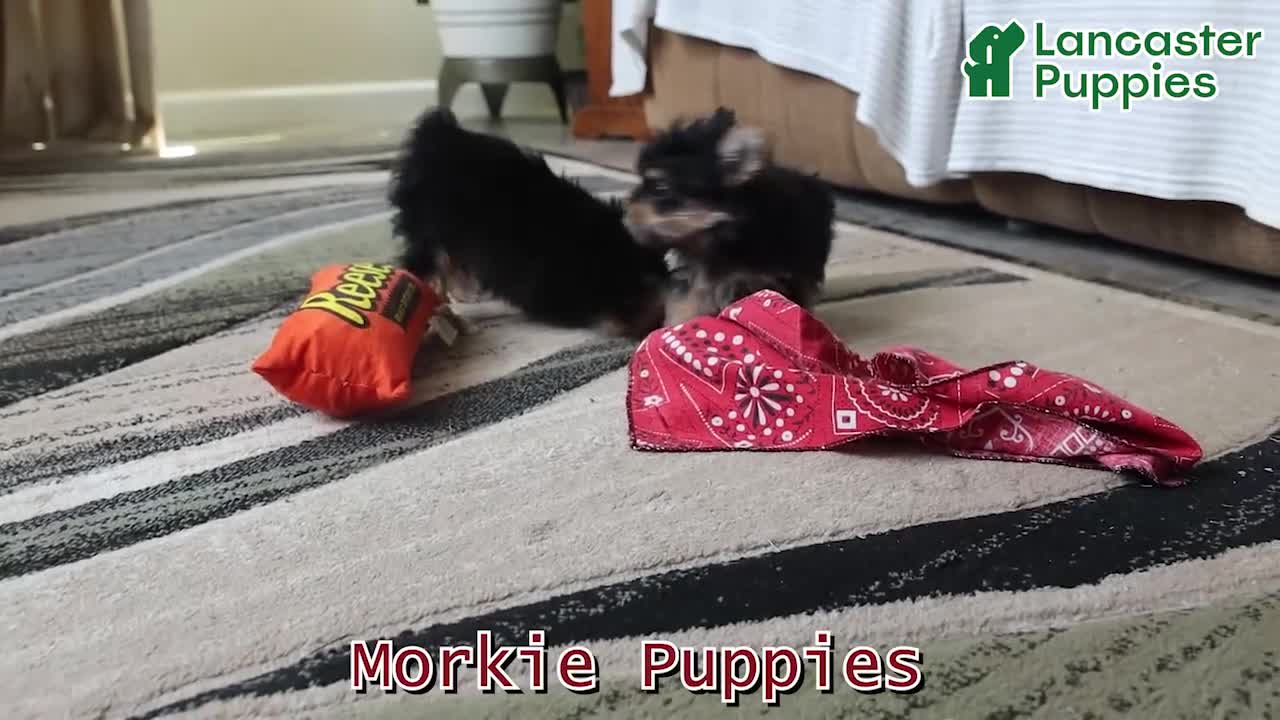 Morkie dogs for sale: Pepsi - Video 1