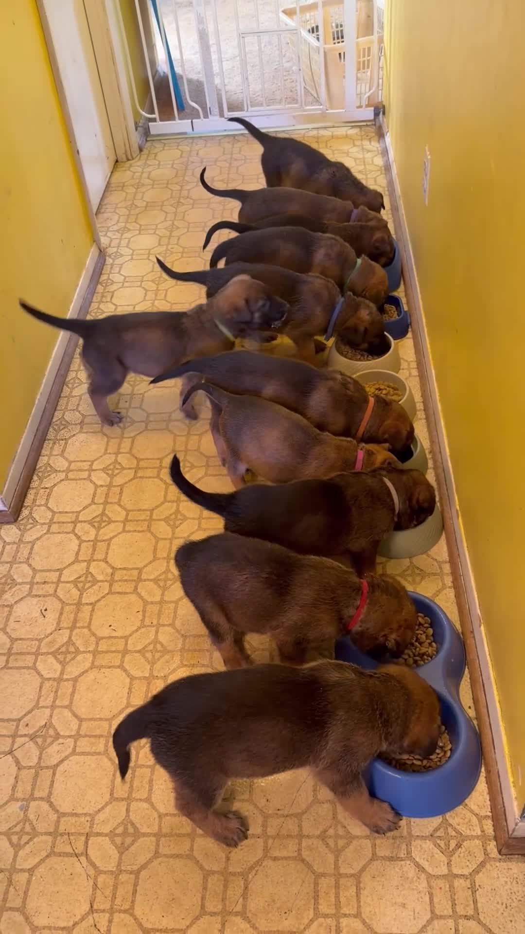 Mixed Breed dogs for sale: Mocha - Video 5