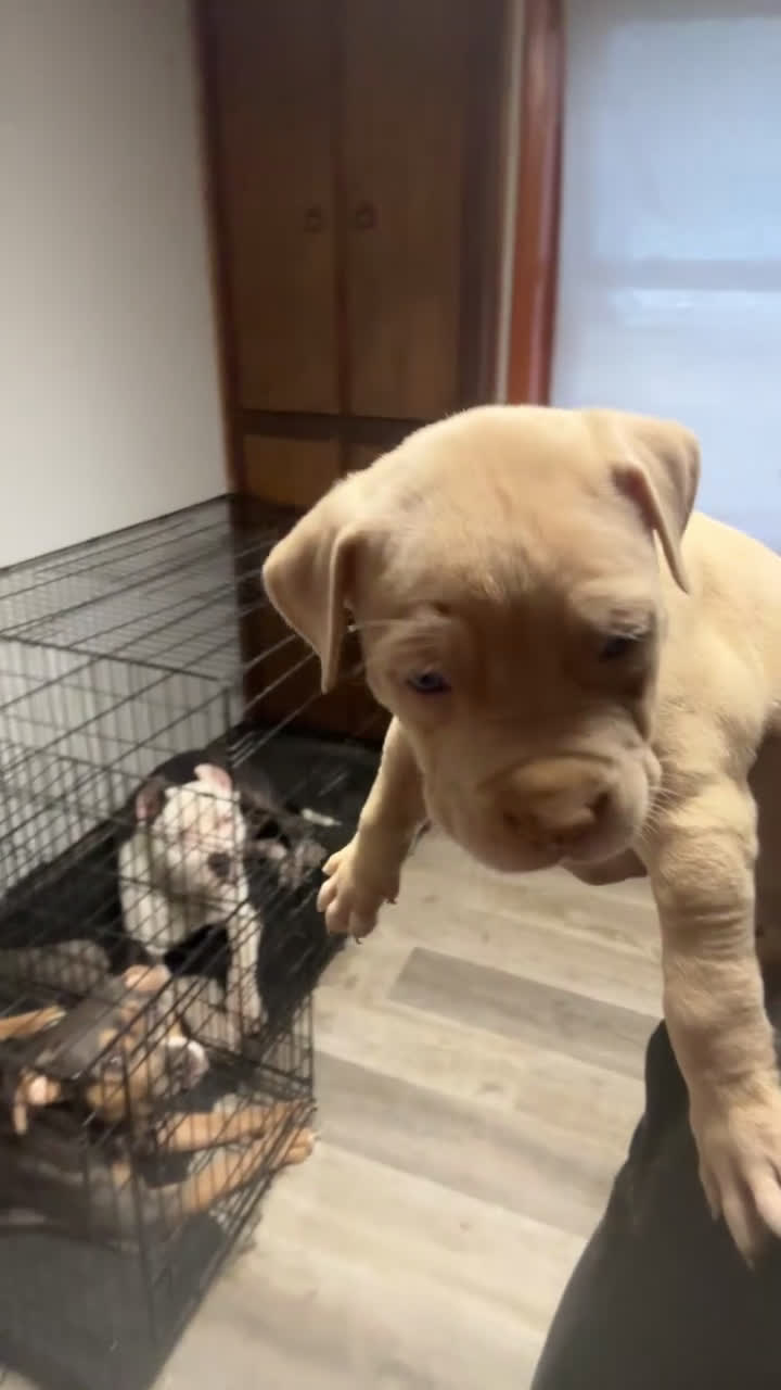 American Bully dogs for sale: Fawn ghost Merle  - Video 1