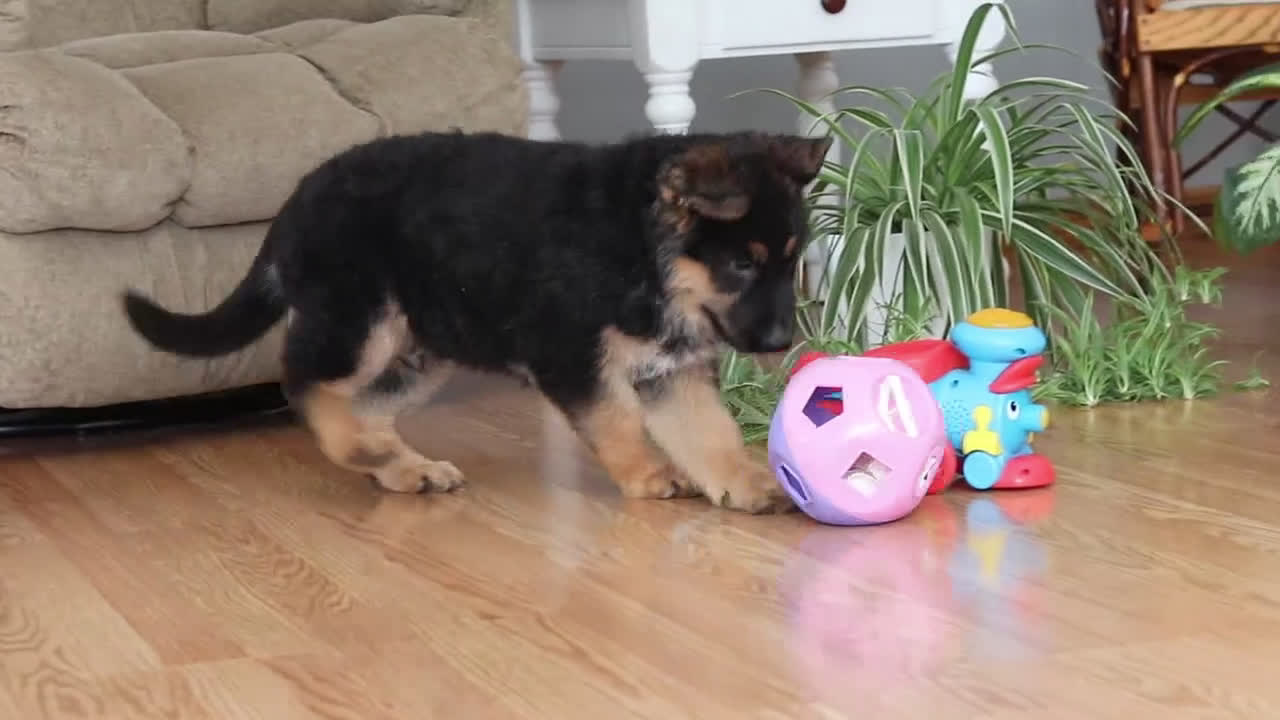 German Shepherd dogs for sale: Bingo - Video 2