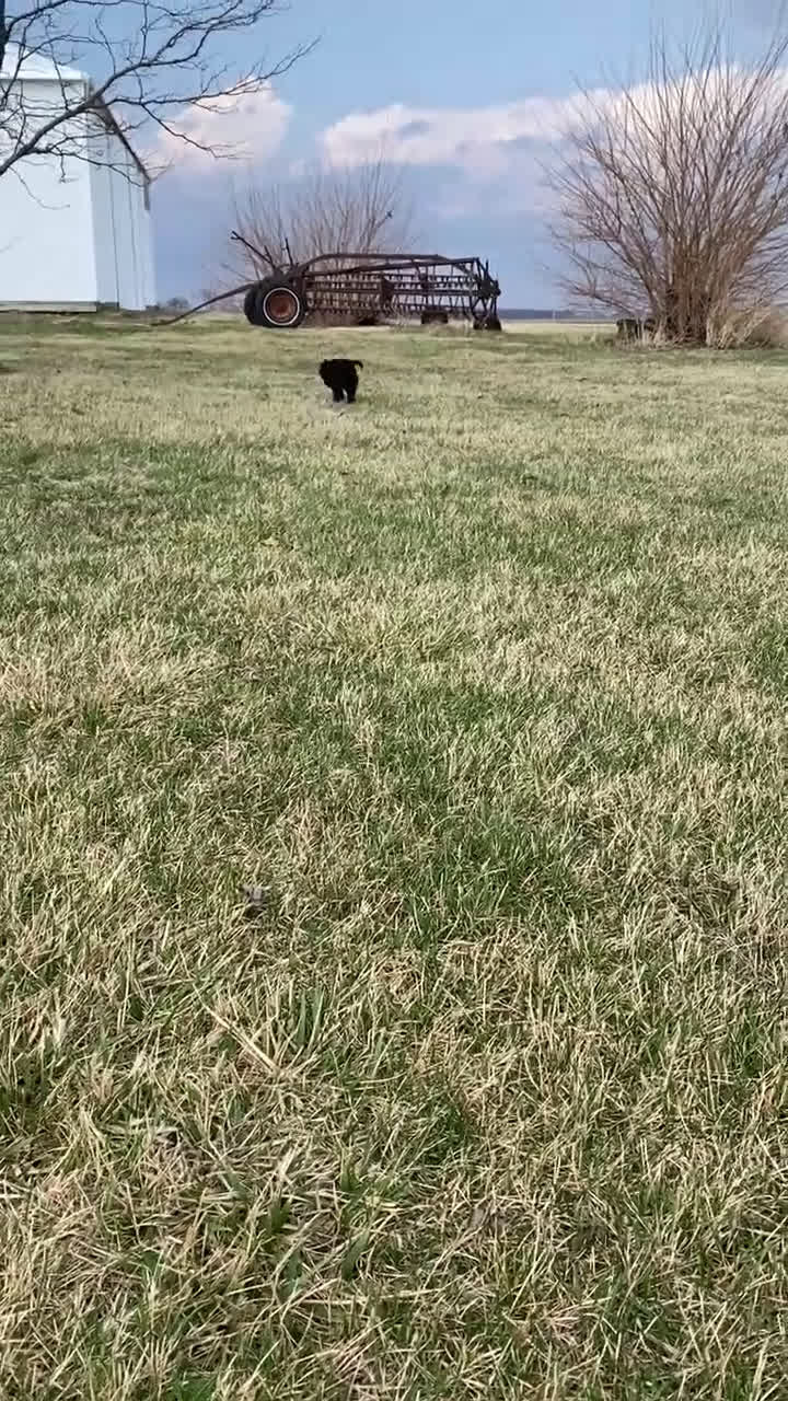 Mixed Breed dogs for sale: Bear - Video 1