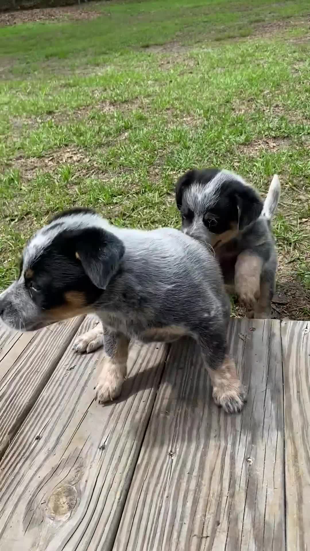 Australian Cattle Dog dogs for sale: Penny - Video 3