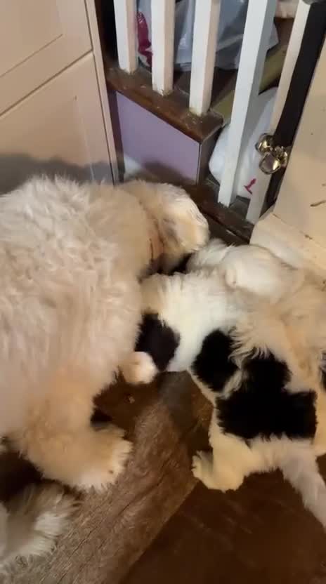 Mixed Breed dogs for sale: Paquita - Video 1