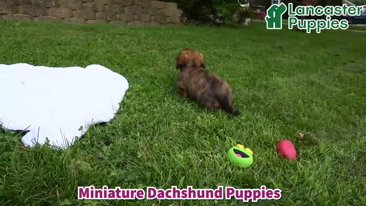 Miniature Dachshund dogs for sale: Caramel Cream - Video 1