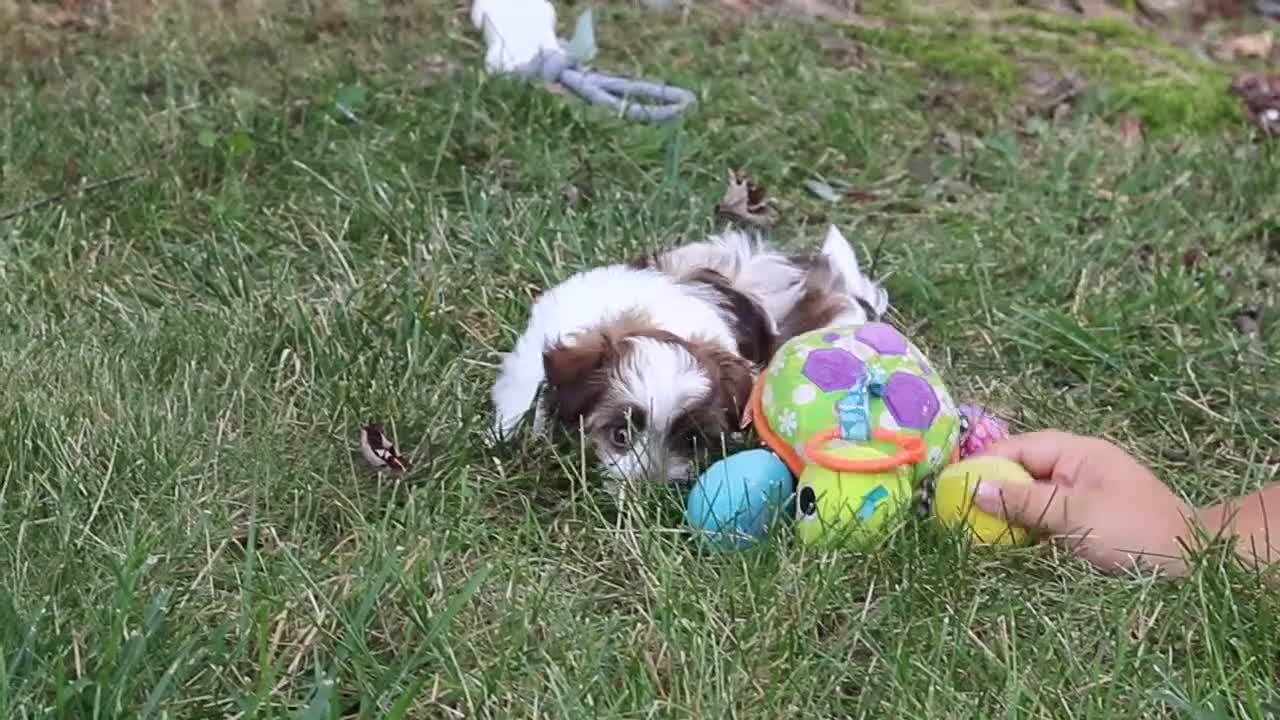 Havanese dogs for sale: Alex - Video 1