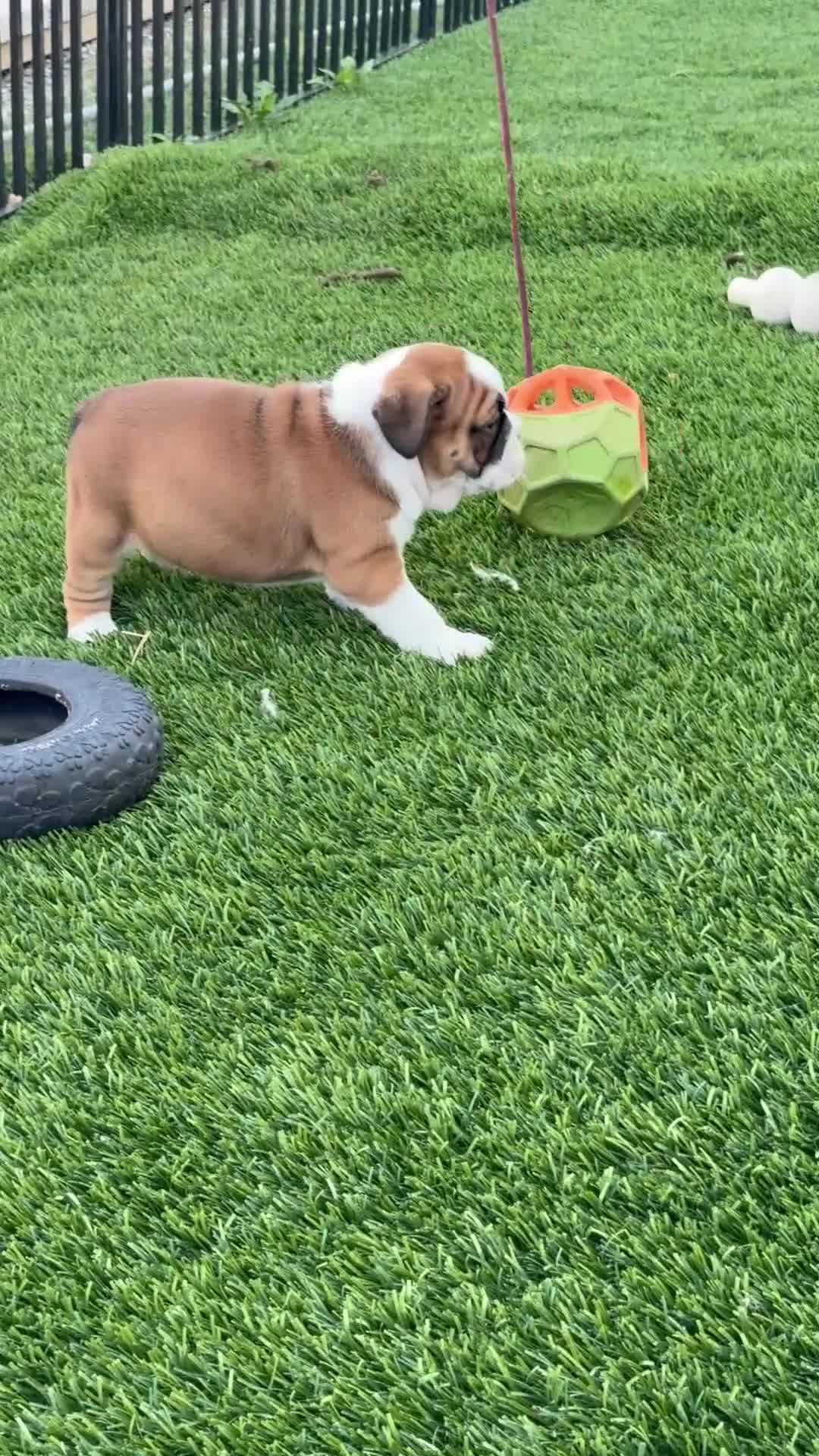 English Bulldog dogs for sale: Laina  - Video 1