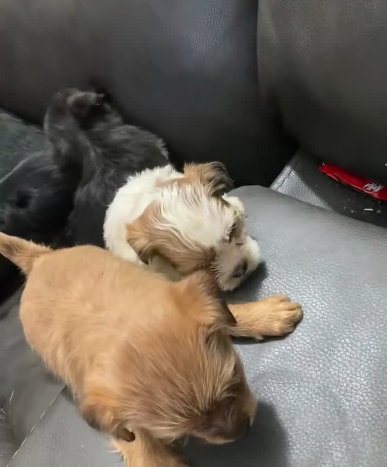 Mixed Breed dogs for sale: Unique - Video 1
