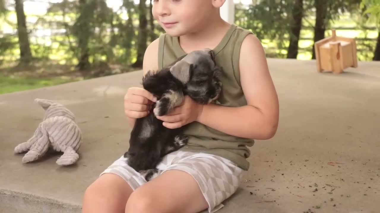 Miniature Schnauzer dogs for sale: Annabelle Miniature Schnauzer  - Video 1