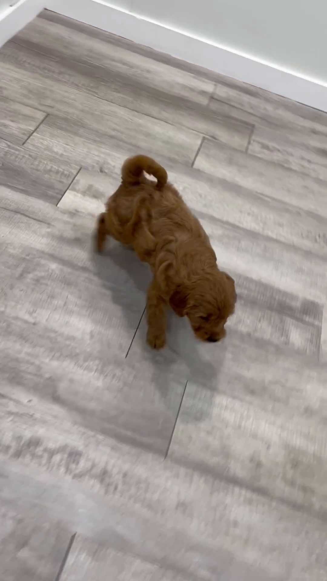 Mini Goldendoodle dogs for sale: Rusty - Video 1