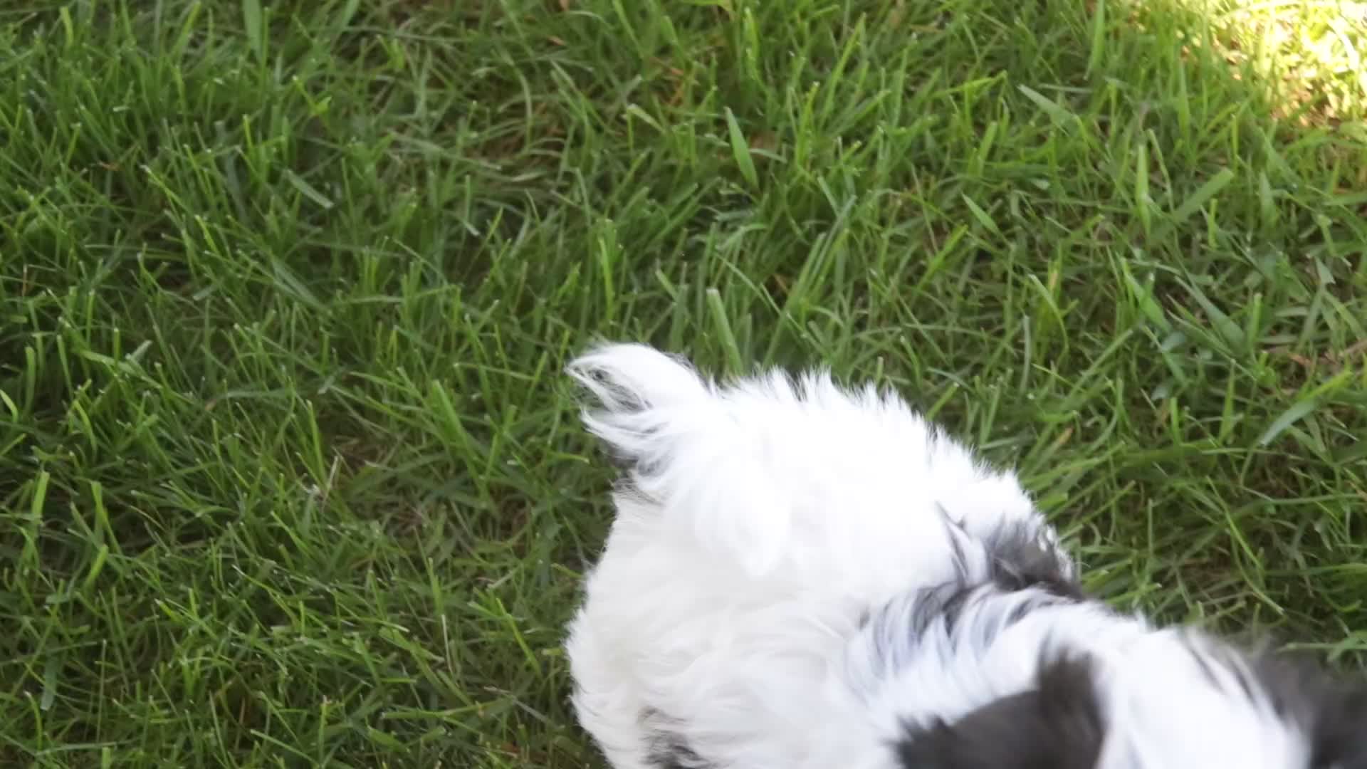 Havanese dogs for sale: Precious - Video 1