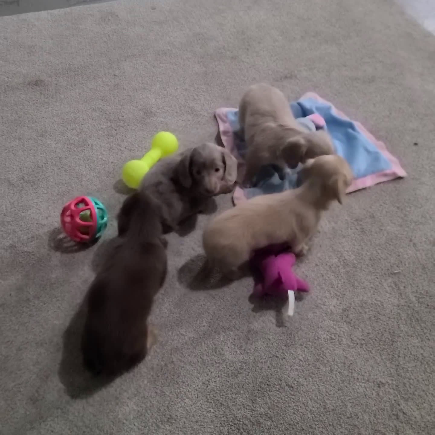 Miniature Dachshund dogs for sale: Asher - Video 2