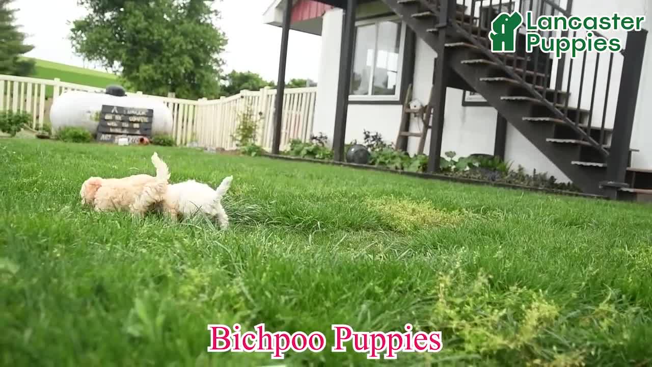Bichpoo dogs for sale: Vivaldi - Video 1